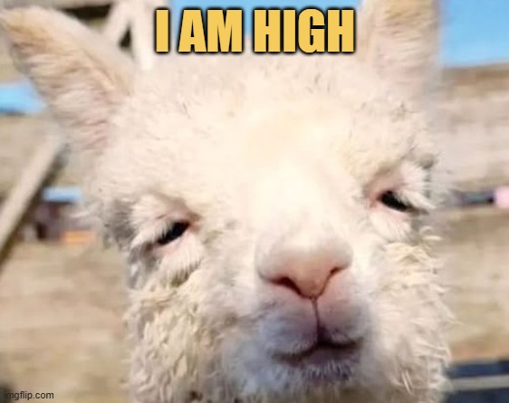 High in depression :)  meme
