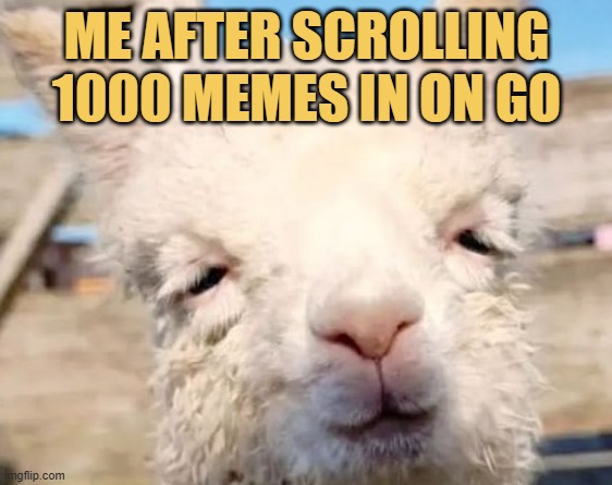 Thanks to PicturePunches  meme