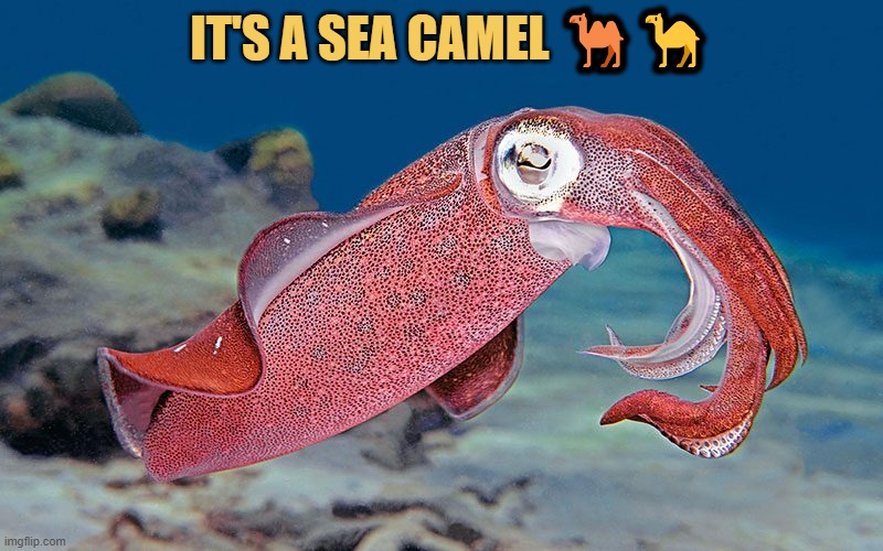 Eyes test, What do you see in the picture?  meme