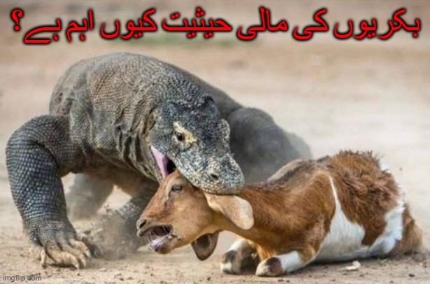 بکریوں کی مالی حیثیت کیوں اہم ہے؟
