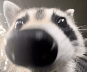Raccoons Space
