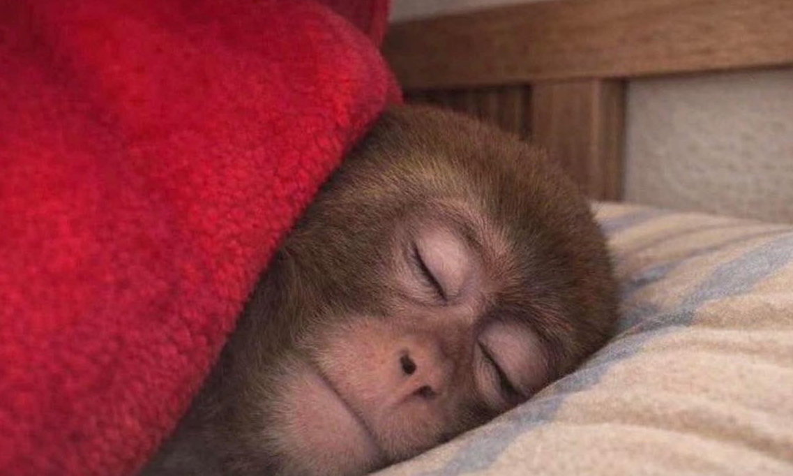 Sleeping monkey With Blanket 