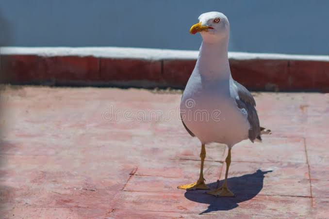 alone bird meme template