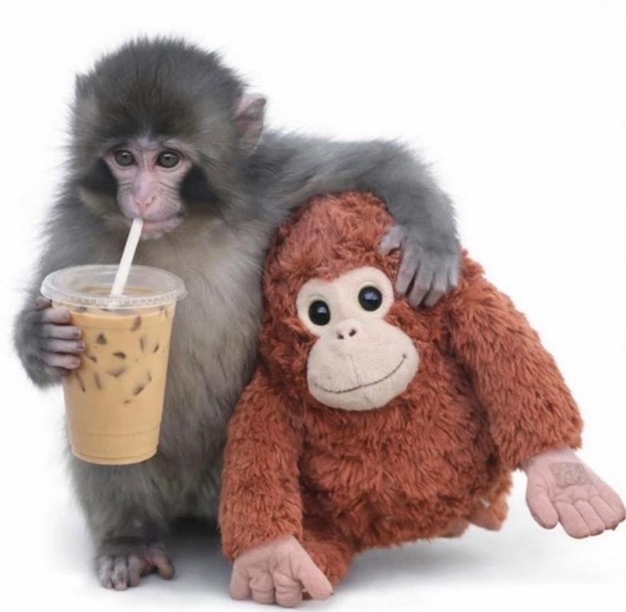 Monkey And Friend 