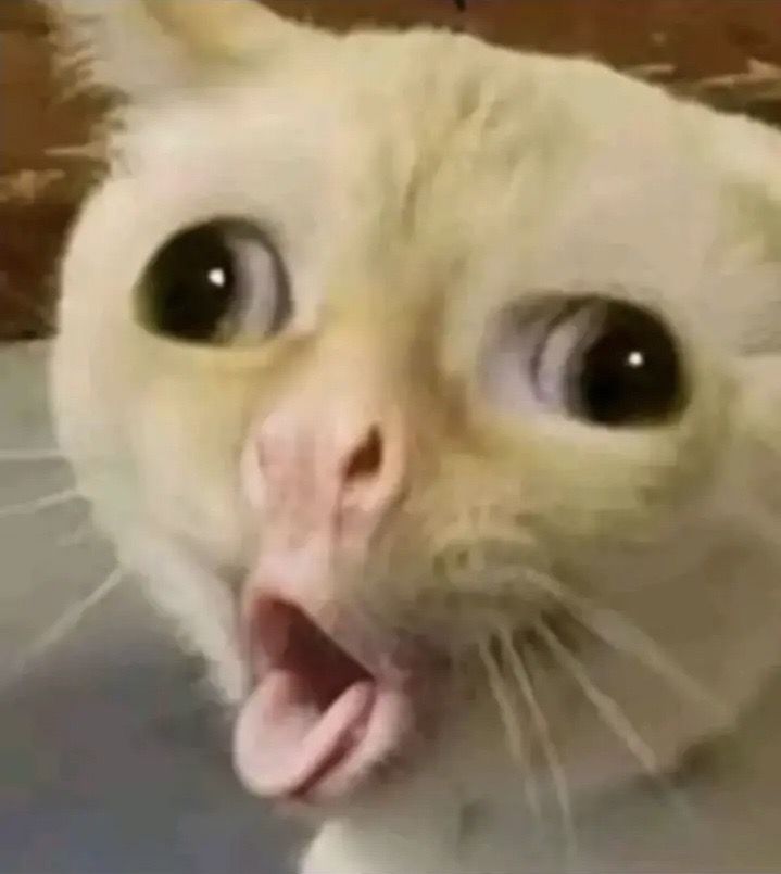 Cat Vomiting