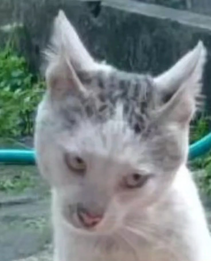 satan cat meme template