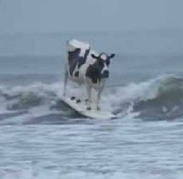 surfing cow meme template