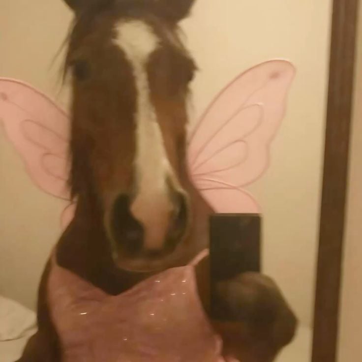 Angel Horse