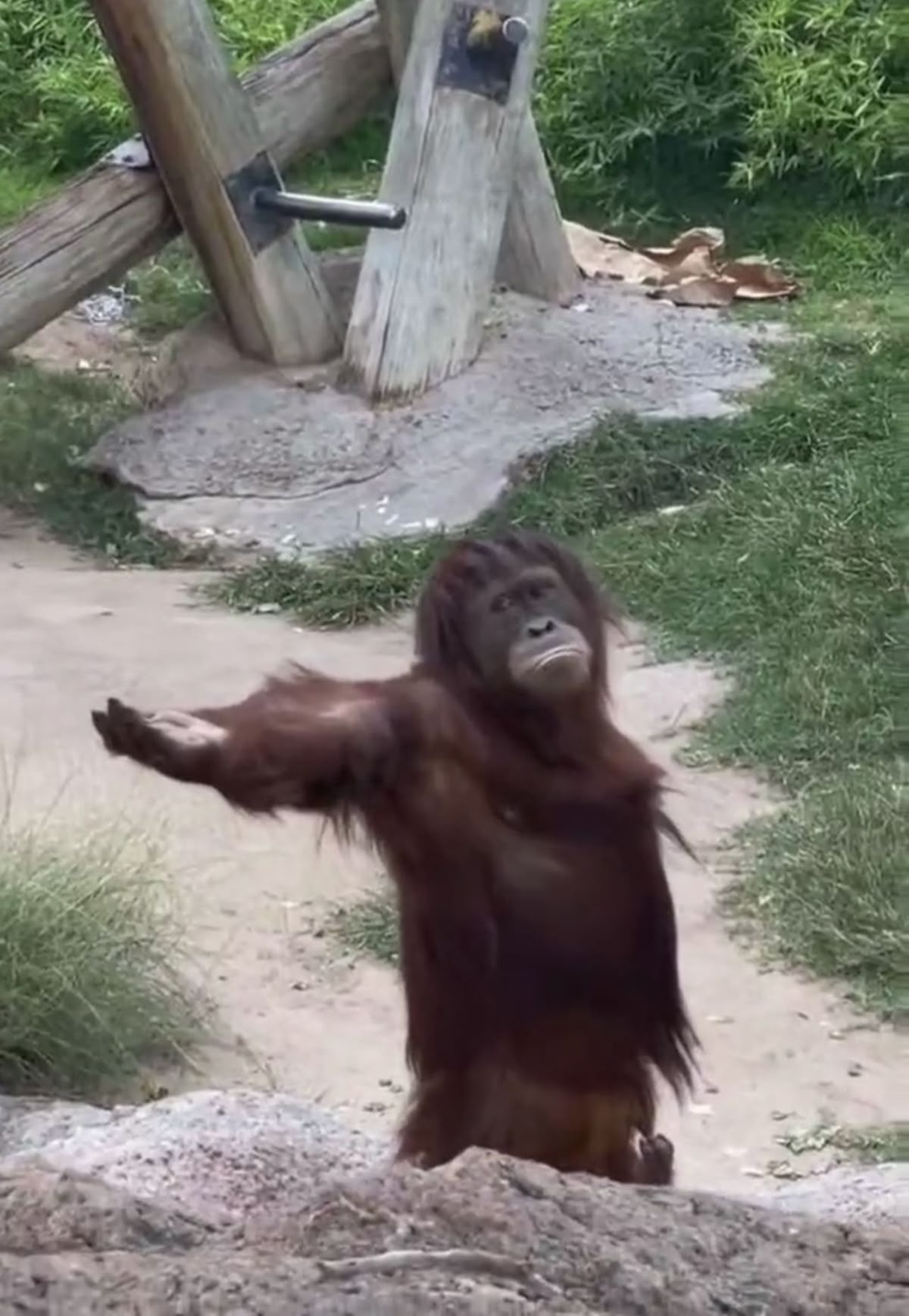monkey asking lift meme template