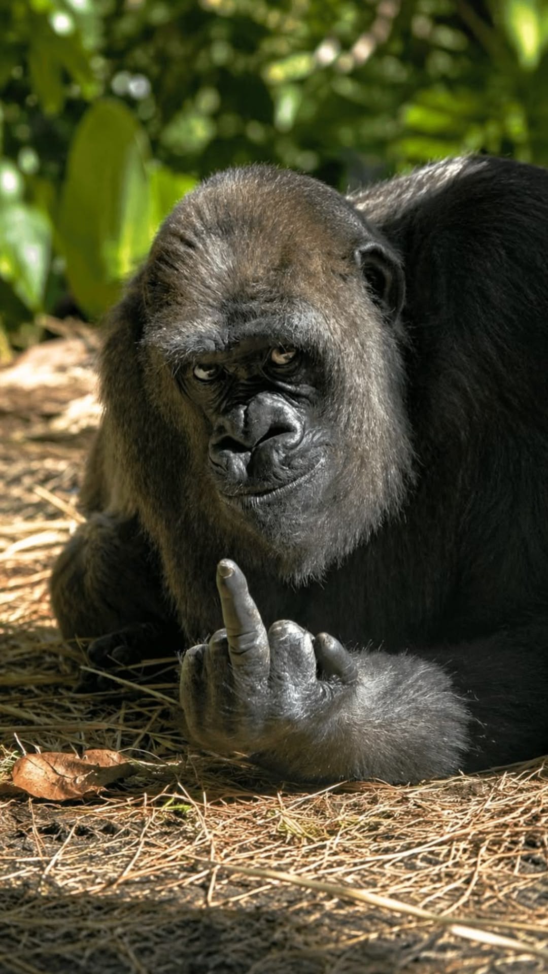 monkey showing finger meme template