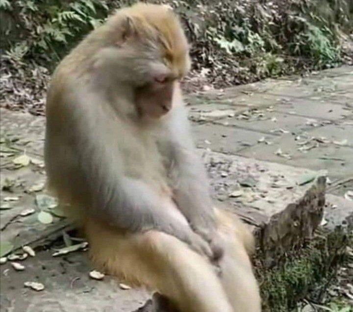 Tired Monkey