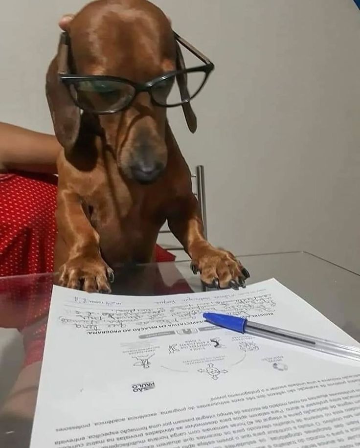 Reading Dog