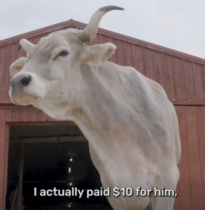 Ten Dollar Cow