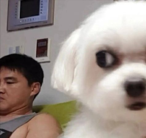 a dog suspecting a man who useing phone