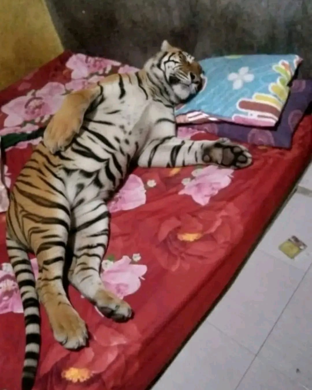 Sleeping Tiger 