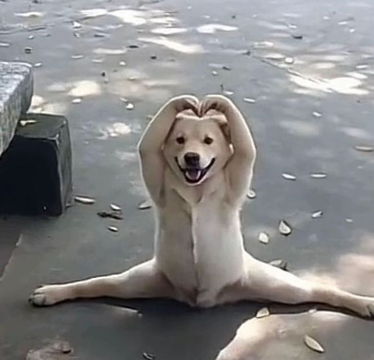 yoga Dog Split Pose