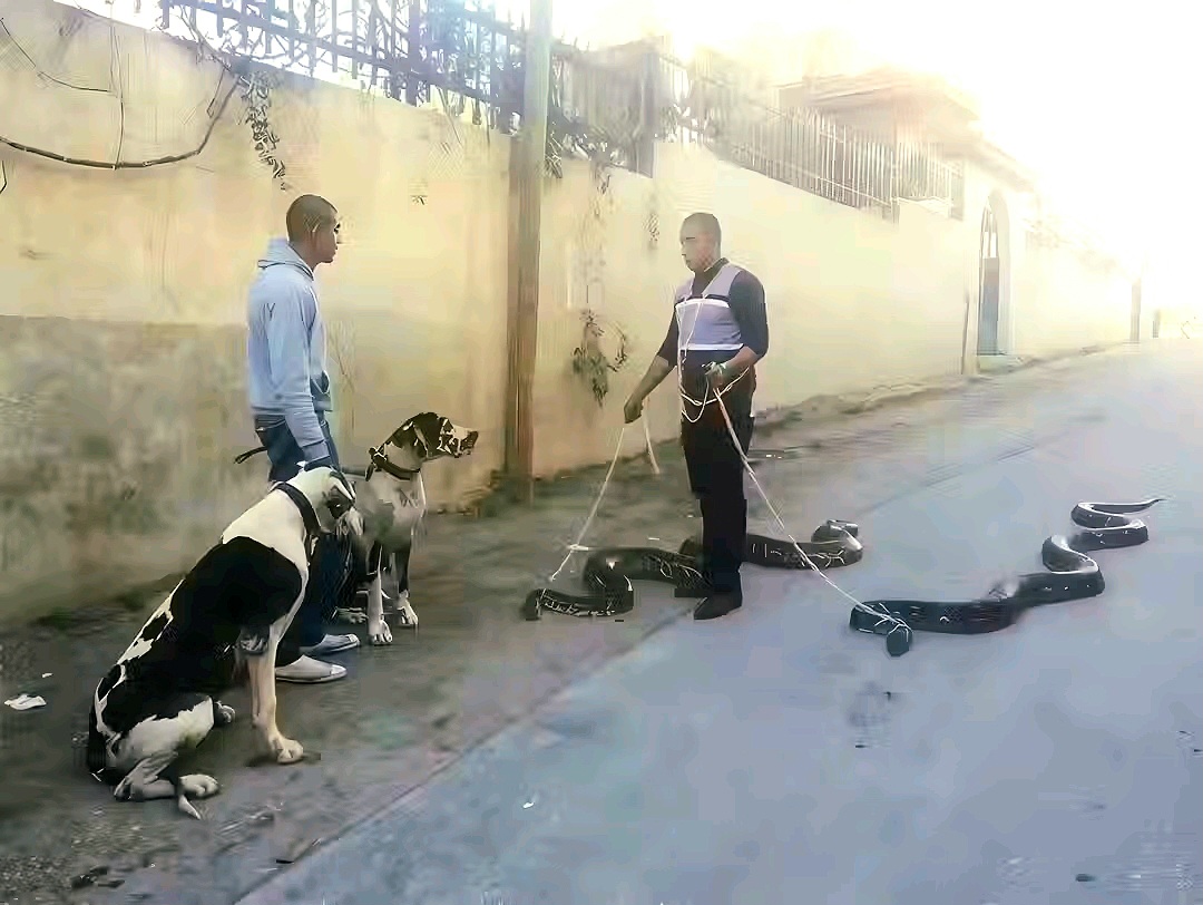 I Also Have Pets
