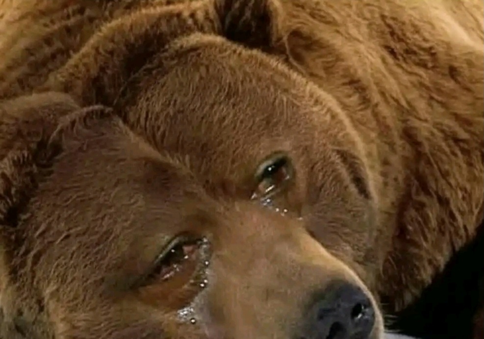 A Bear crying 