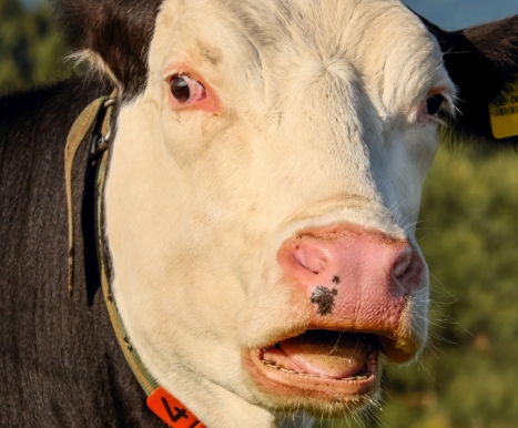 Surprised Cow 