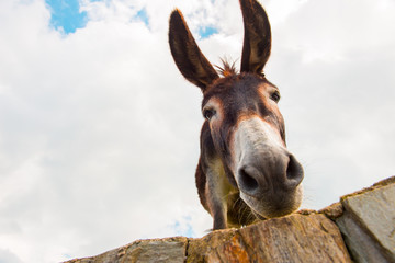 Donkey Looking Over Wall