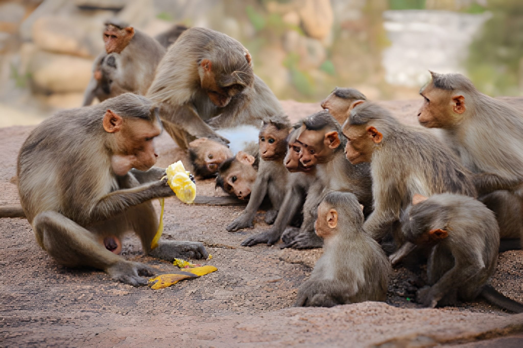 Monkeys Eating Banana 