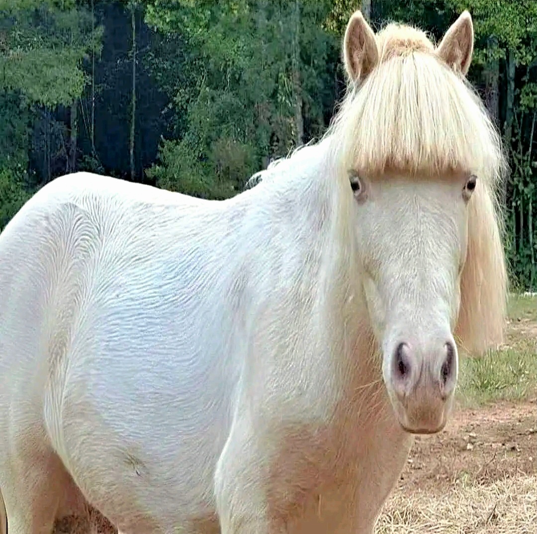 Horse haircut 