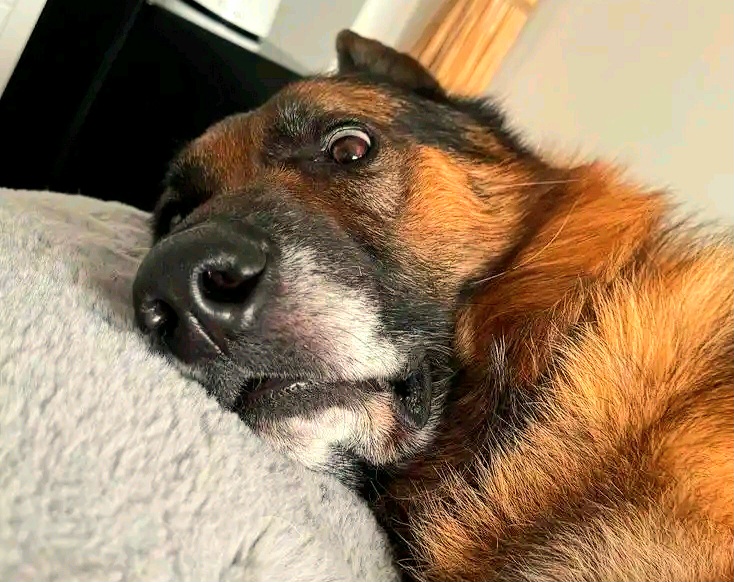Scared dog trying to sleep 