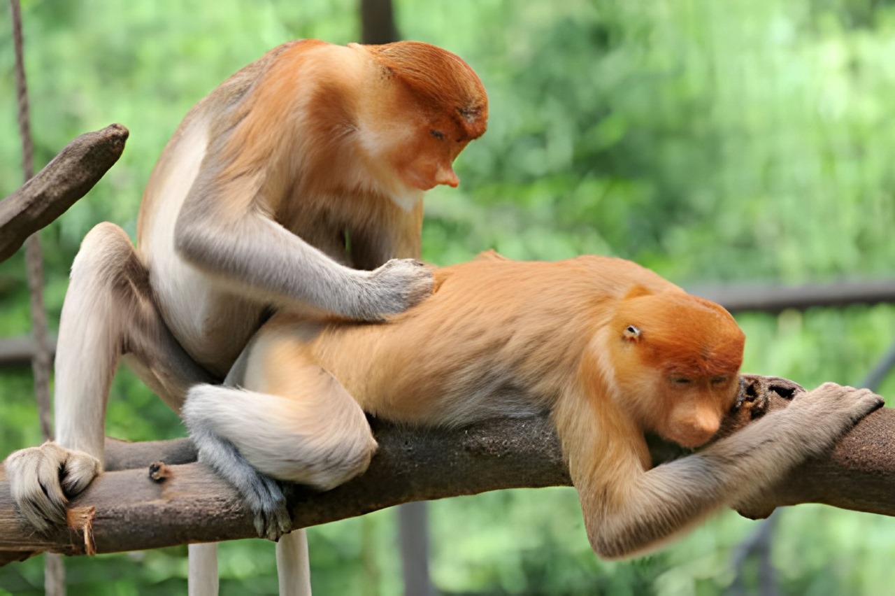 Proboscis Monkeys Grooming