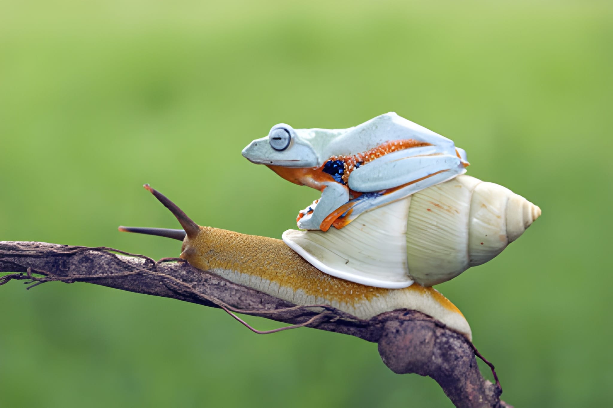 Frog Riding Snail