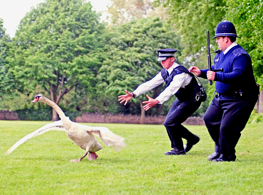 Two police man trying to catch a goose