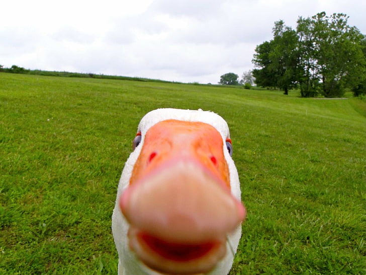 Hilarious Ducks face closeup view 