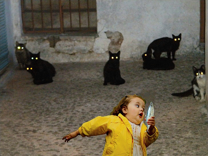 A girl stealing fish from some cat