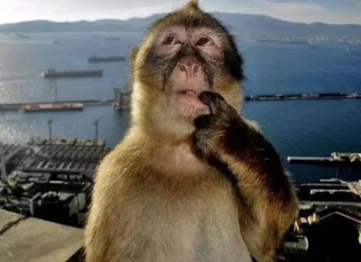 MONKEY THINKING 