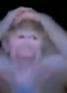 Monkey Shocked