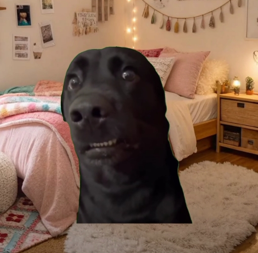 Black Dog