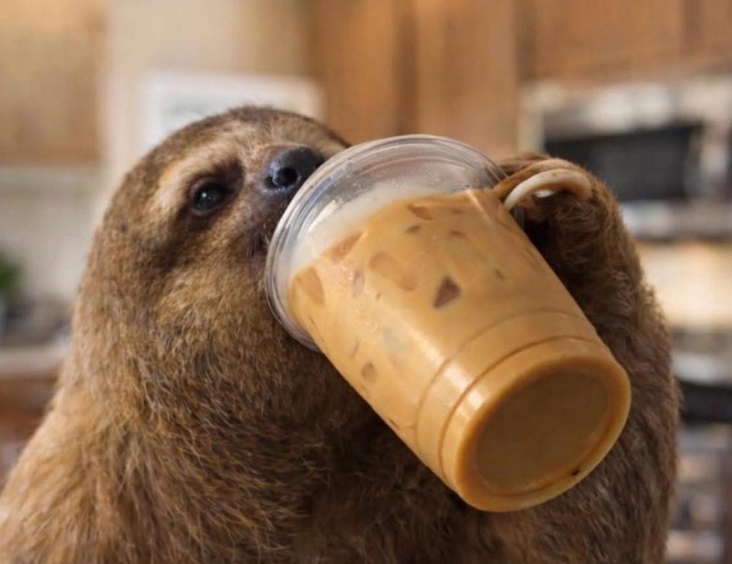 Sloth Drinking Coffee 