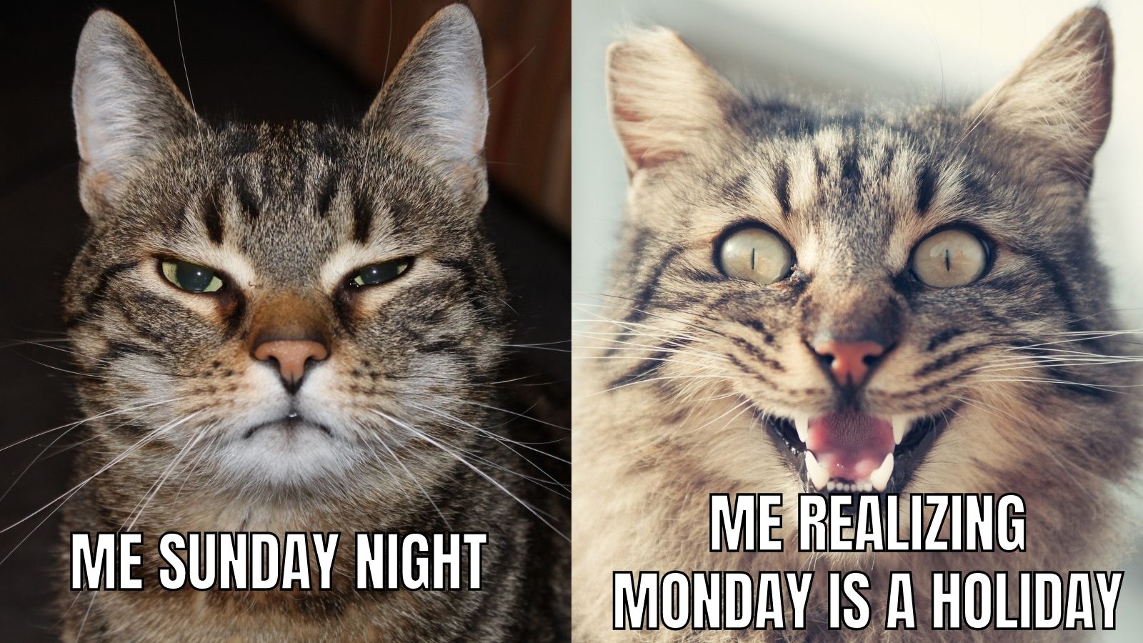 meme Me Sunday night ,realizing Monday is a holiday !