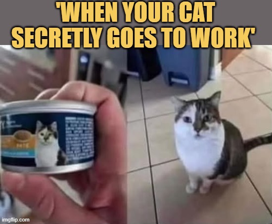 Celebrity Cat