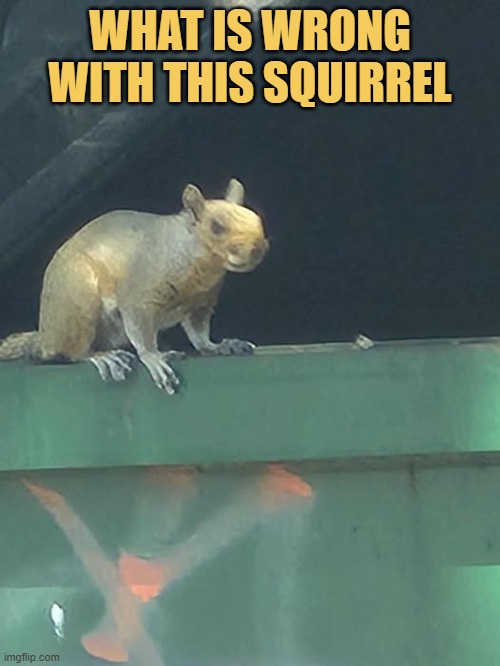 Is it even squirrel?